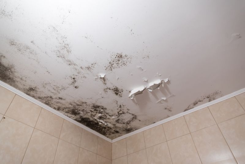 Attic Mold Removal in Broward County, FL