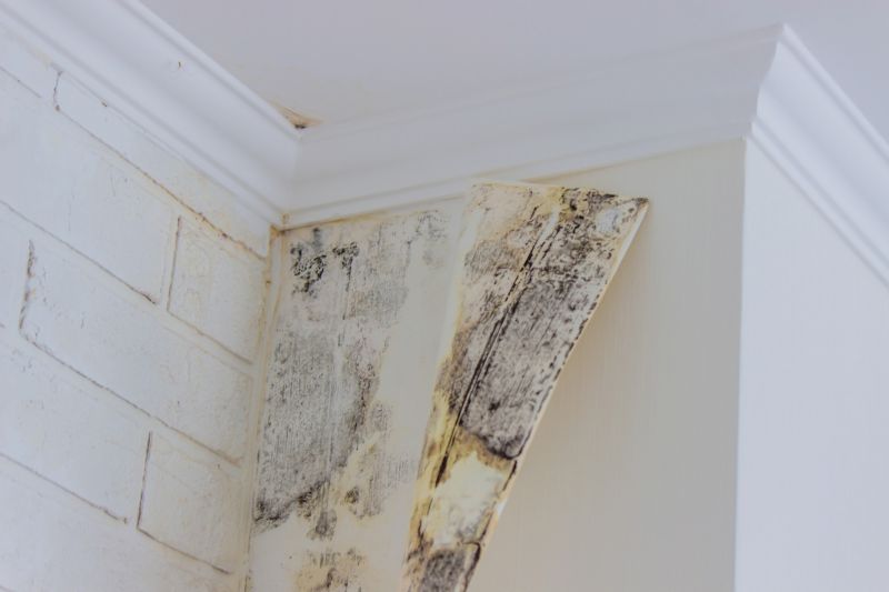 Basement Mold Removal in Broward County, FL