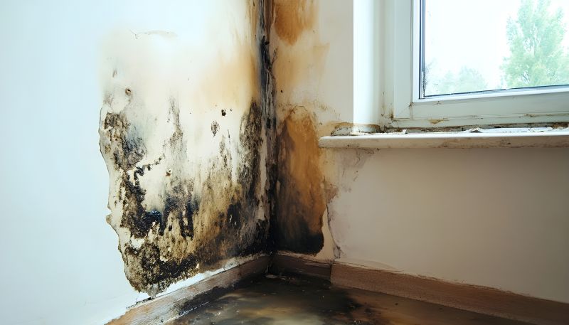 Garage Mold Remediation in Broward County, FL