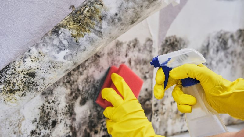 Mold Abatement in Fort Worth, TX