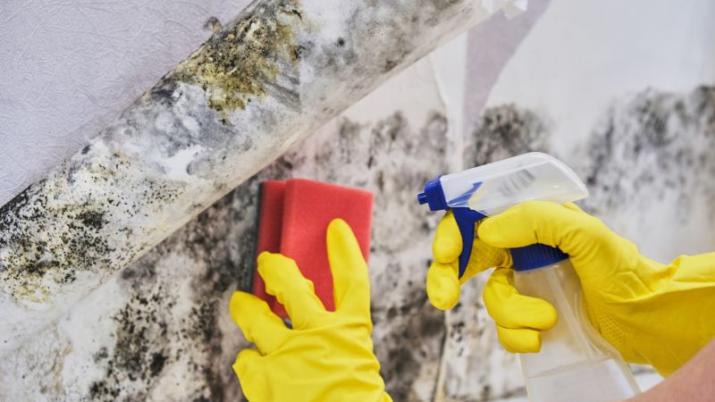 Mold Abatement Service in Bergen County, NJ
