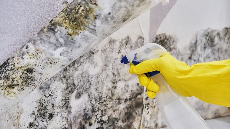 Mold Control in Delray Beach, FL