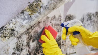 Mold Control in West Palm Beach, FL