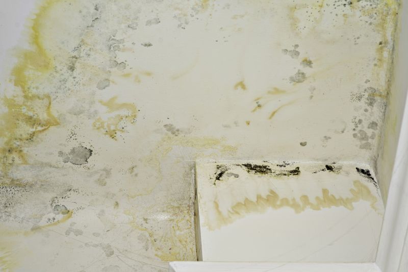 Mold Remediation Service in Fort Worth, TX