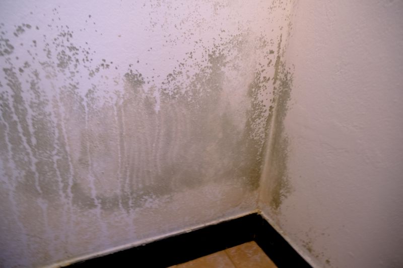 Mold Removal in Frisco, TX